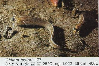 Chilara taylori